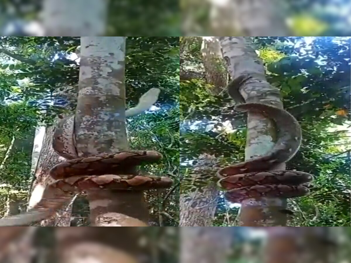 Snake On Tree : ...अन् महाकाय अजगर झपझप झाडावर चढला, Video पाहून तुमचेही डोळे गरगरतील! title=