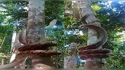 Snake On Tree : ...अन् महाकाय अजगर झपझप झाडावर चढला, Video पाहून तुमचेही डोळे गरगरतील!