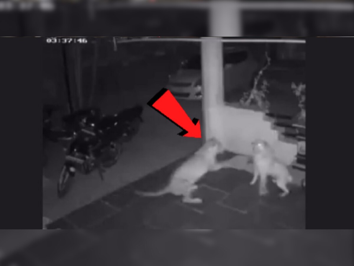 Pune CCTV: हिंजवडीत बिबट्याने घरासमोर बांधलेल्या कुत्र्याची केली शिकार; थरार सीसीटीव्हीमध्ये कैद title=