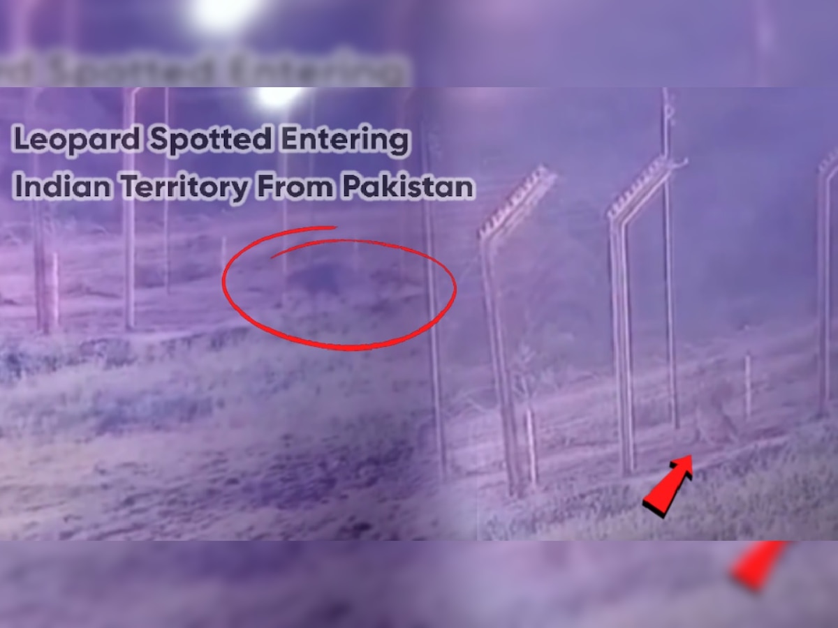 Indo Pak Border Leopard: बॉर्डर ओलांडून पाकिस्तानातून भारतात आला बिबट्या; CCTV फुटेज समोर आल्यानंतर Alert जारी  title=