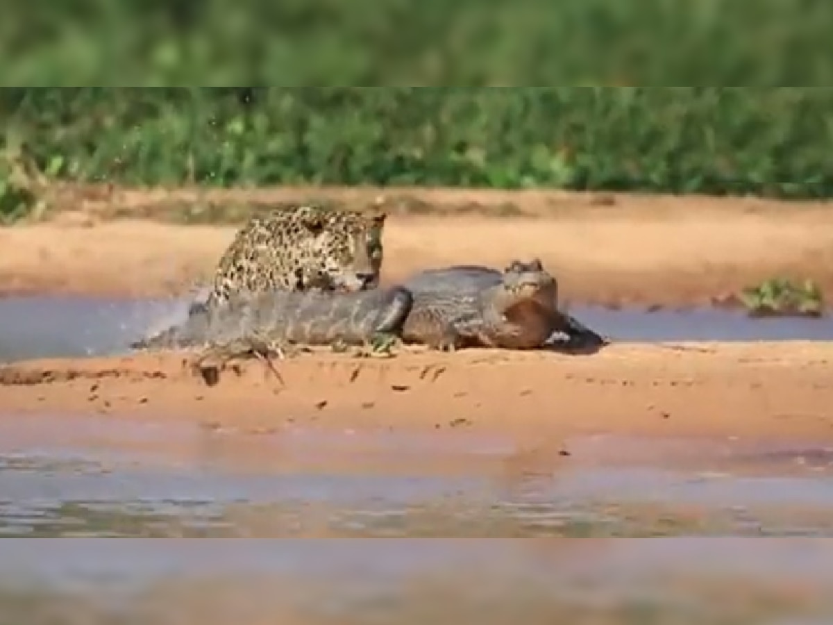 Jaguar Attack Crocodile: आराम करणाऱ्या मगरीच्या मागून चित्ता आला अन्...; 7.40 लाख Views मिळालेला Video पाहिला का? title=