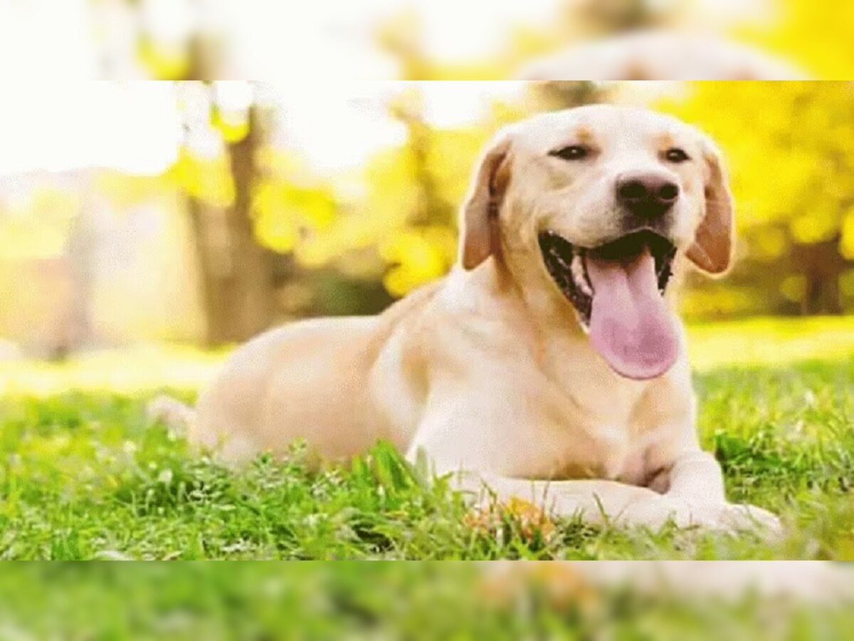 Why dogs Pant with Tongue: जीभ बाहेर काढणारे Pet Dogs क्यूट दिसतात खरं; पण त्यामागे लपलंय गंभीर कारण title=