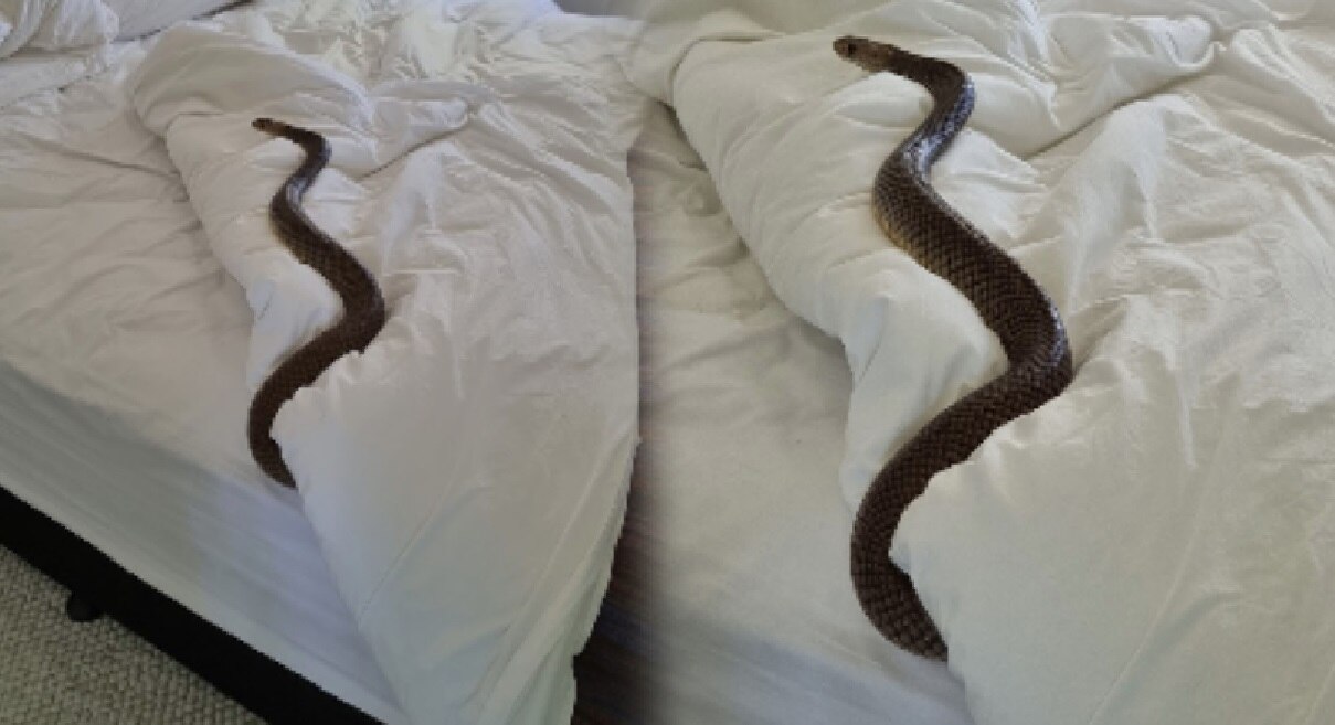 Snake In Bedroom: चादर बदलायला बेडरुममध्ये गेली अन् जगातील दुसरा सर्वात विषारी साप समोर पाहिल्यानंतर तिने...