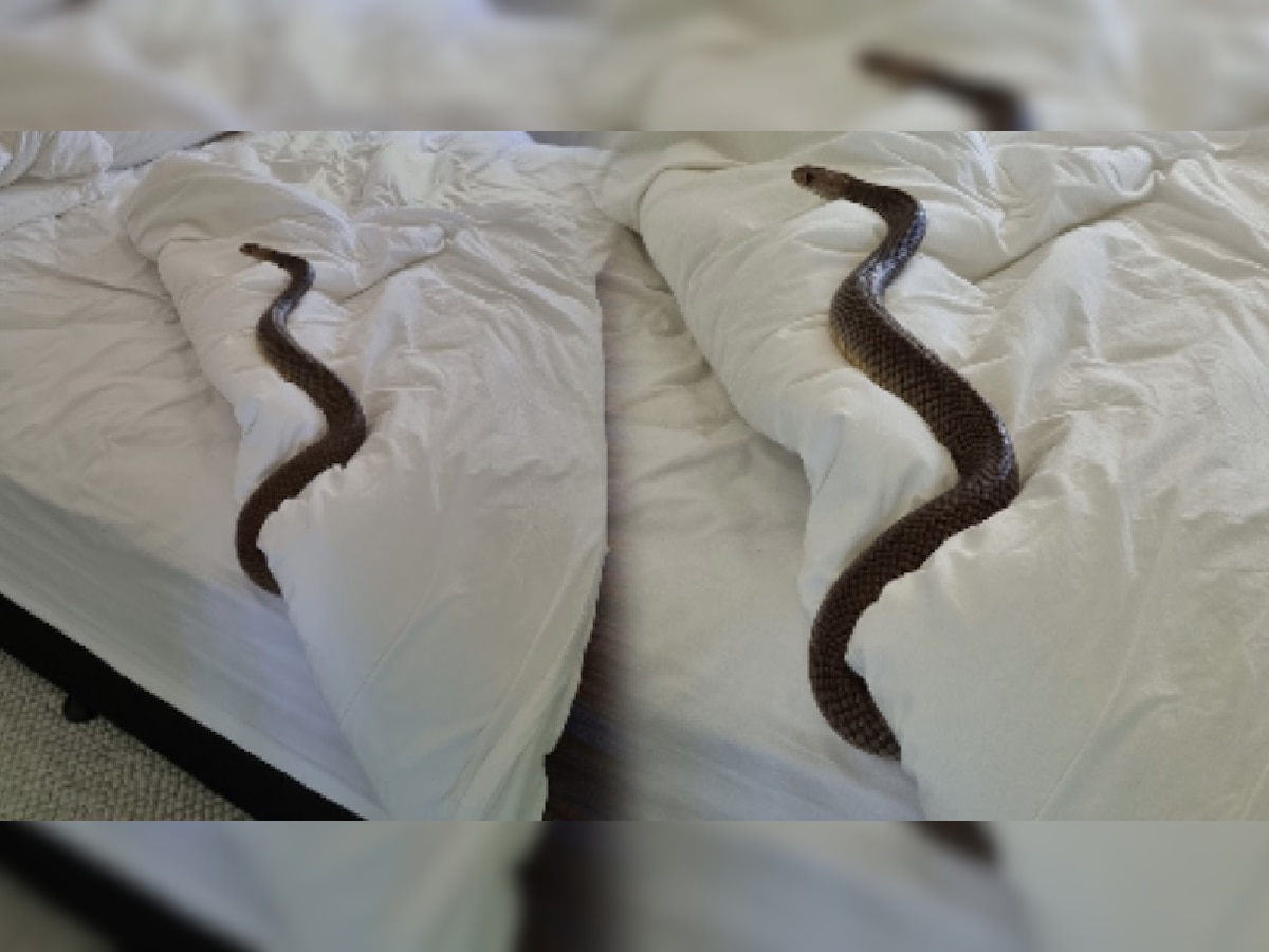 Snake In Bedroom: चादर बदलायला बेडरुममध्ये गेली अन् जगातील दुसरा सर्वात विषारी साप समोर पाहिल्यानंतर तिने... title=