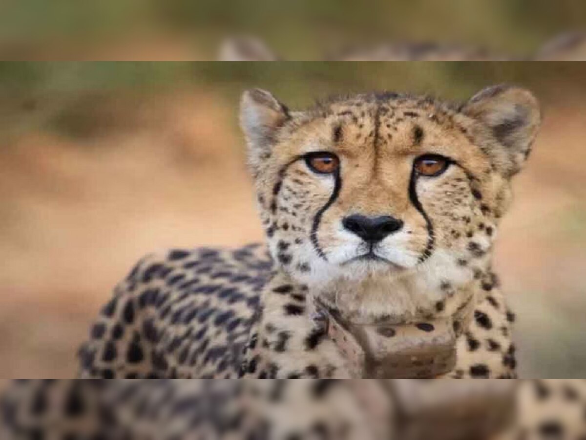 Project Cheetah : नामिबीयाहून भारतात आणलेल्या 'साशा'चा मृत्यू; मोठं कारण समोर  title=