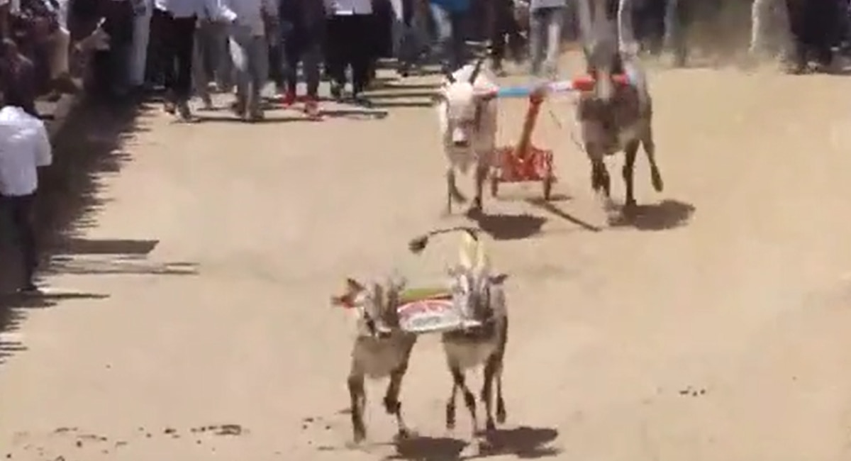 Bullock cart race