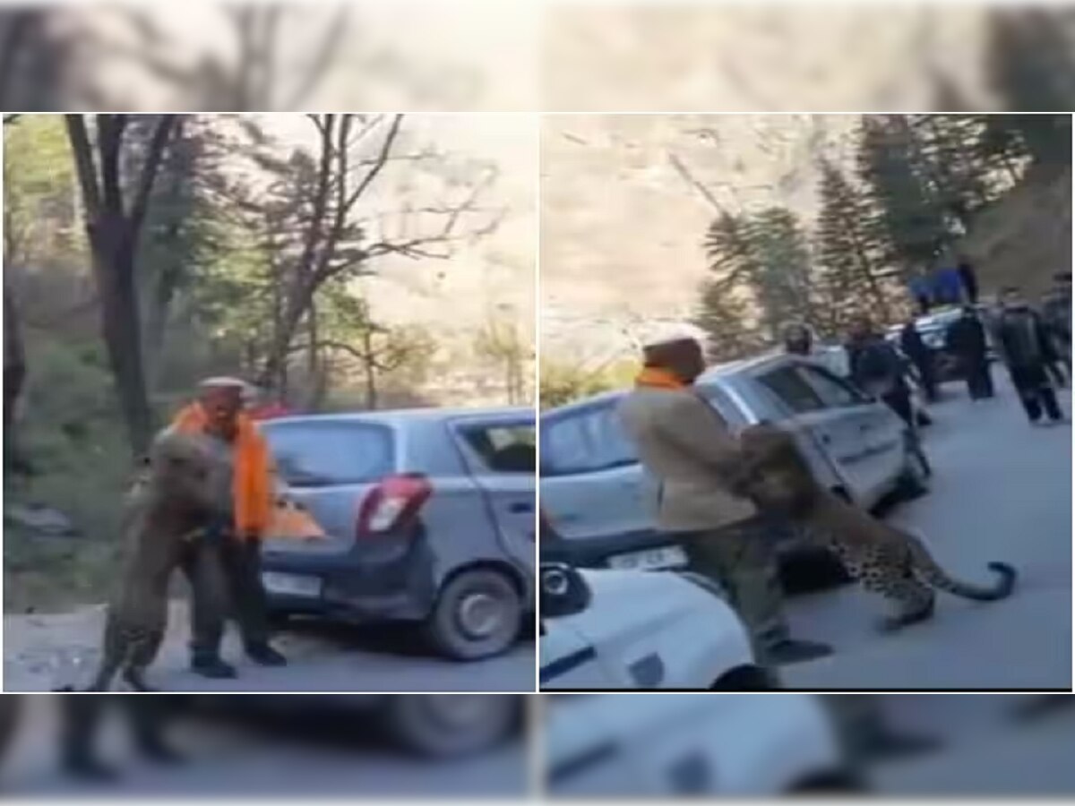 Viral Video : अचानक जंगलातून 'त्या' व्यक्तीसमोर आला बिबट्या, वाहतूक खोळंबली अन् मग... title=