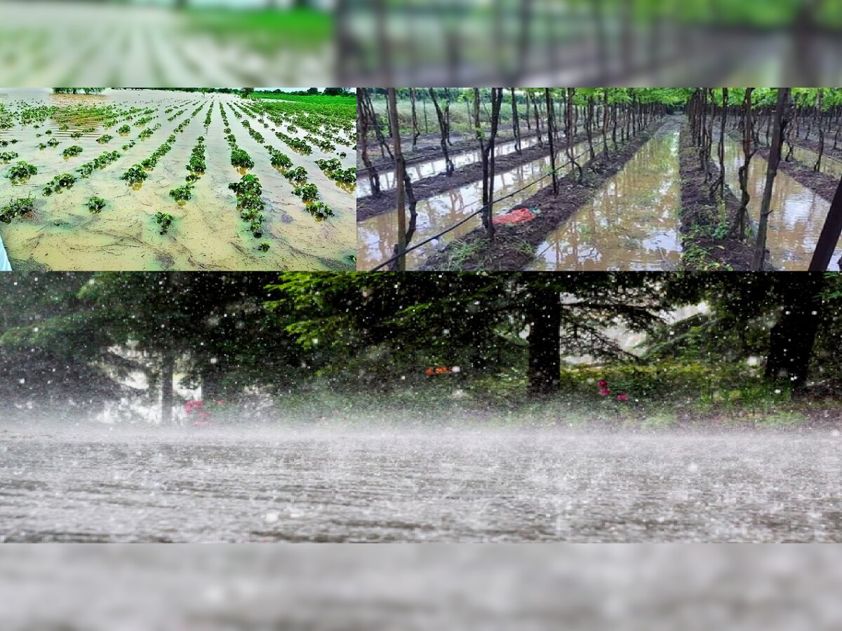 Maharashtra Unseasonal Rain :  राज्यात पुढचे 2 दिवस विजांच्या कडकडाटासह पावसाचा इशारा; शेती, द्राक्ष आणि फळबागांचं नुकसान, शेतकरी हवालदिल title=
