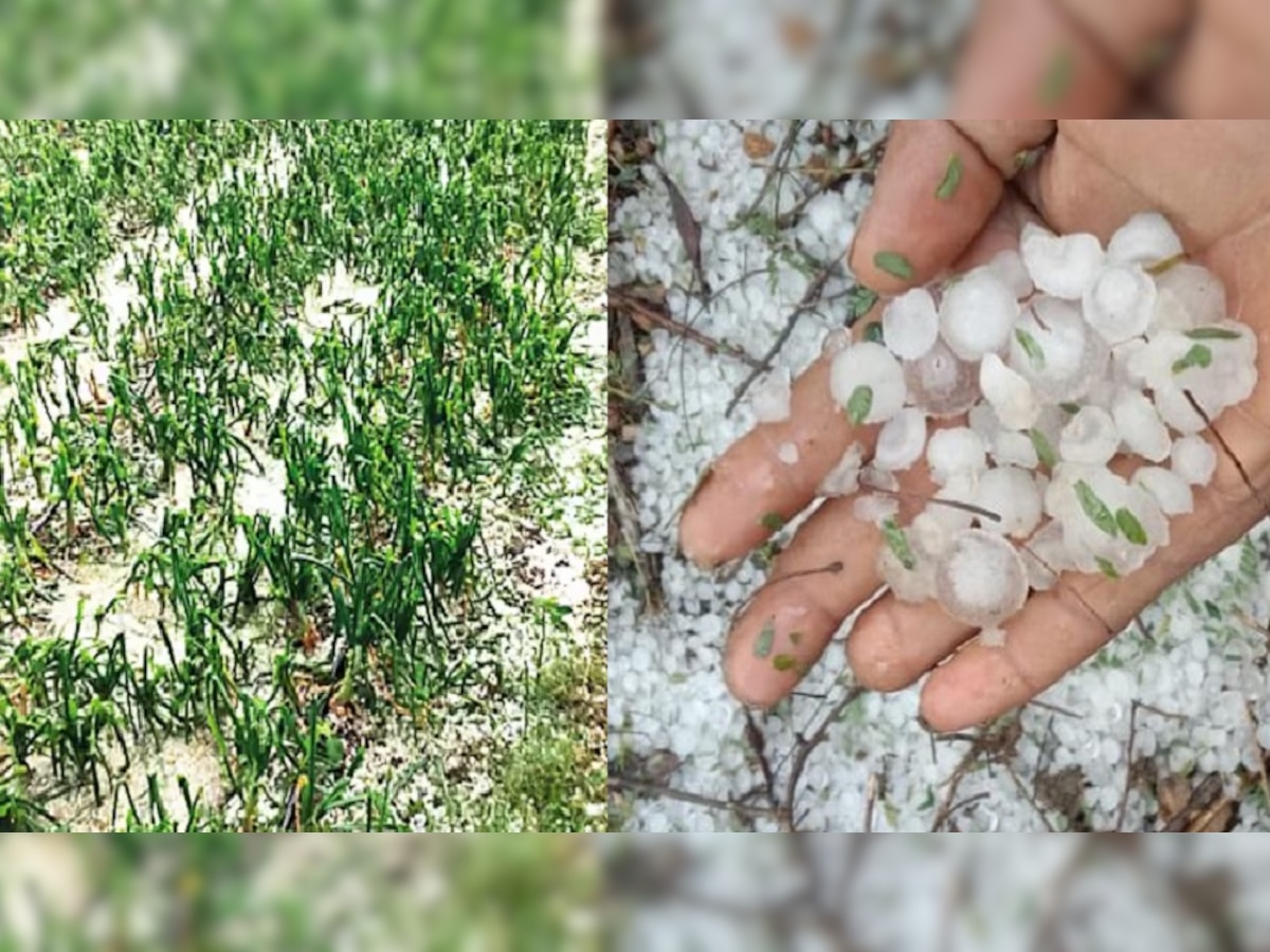 Rain in Maharashtra : अवकाळी पाऊस आणि गारपीटने शेतीचे नुकसान, शेतकरी हवालदिल  title=