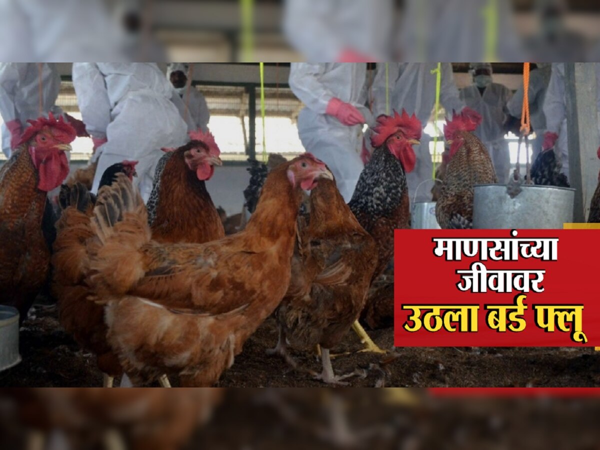 H3N8 : आणखी एका भयानक व्हायरसचा धोका;  H3N8 बर्ड फ्लूमुळे जगात पहिल्यांदाच माणसाचा मृत्यू title=