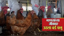 H3N8 : आणखी एका भयानक व्हायरसचा धोका;  H3N8 बर्ड फ्लूमुळे जगात पहिल्यांदाच माणसाचा मृत्यू