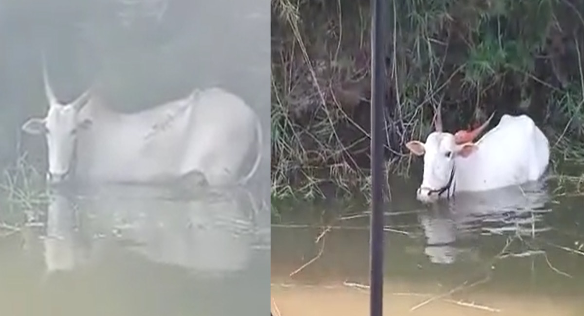 Sangli News Thrill of crocodiles and bulls in Krishna river