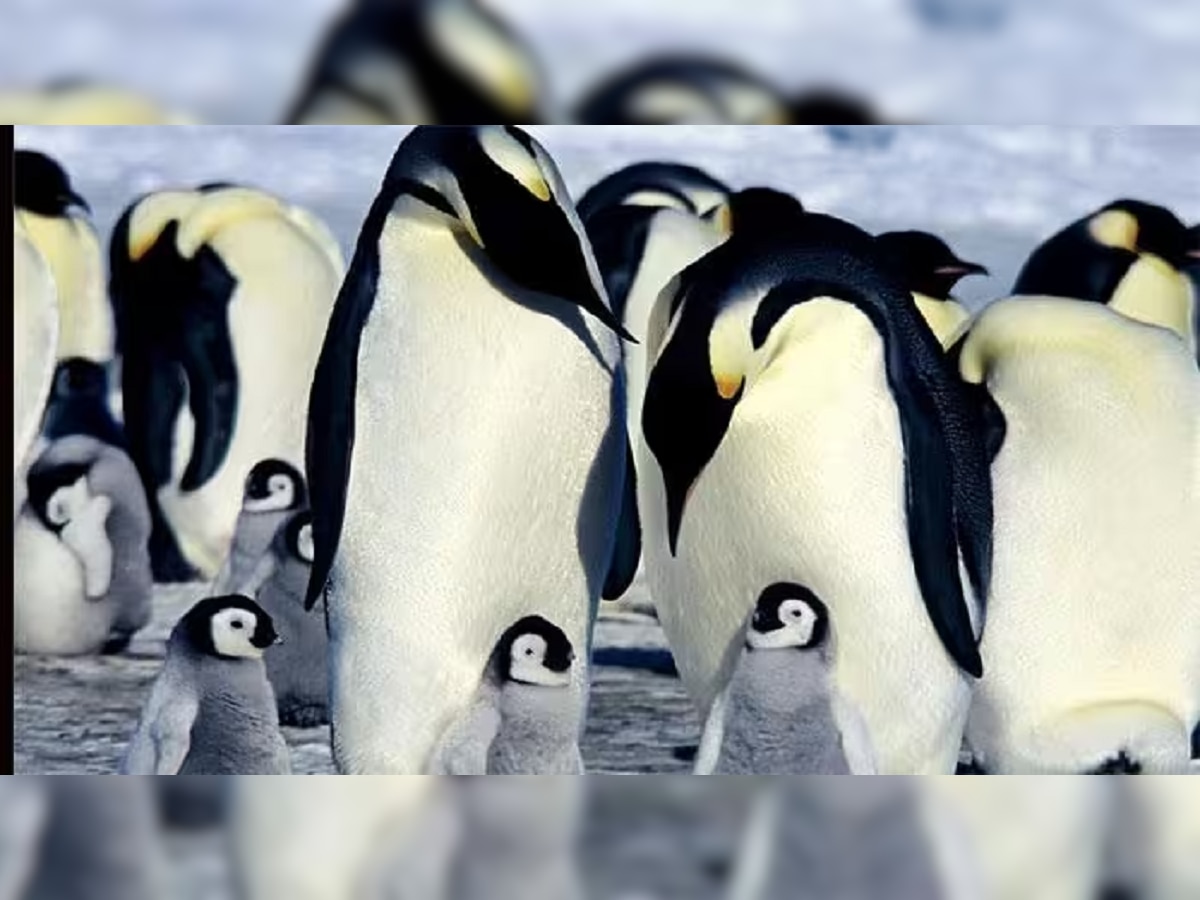 World Penguin Day निमित्त जाणून घ्या नर पेंग्विन मादीला दगड का बरं देतात...  title=