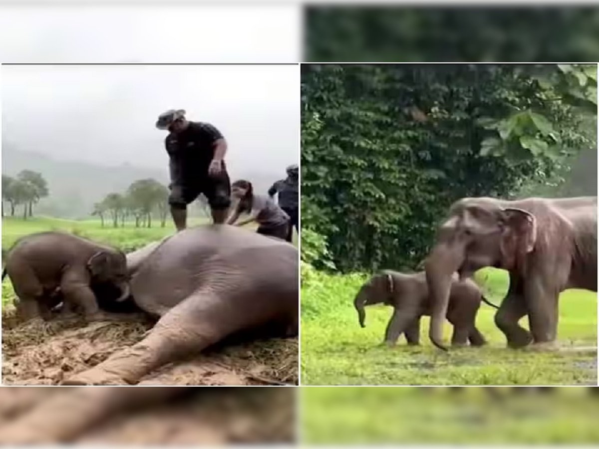 Elephant Viral Video: खड्ड्यात पडलेल्या पिल्लासाठी हत्तीणीचा जीव कासावीस, 3 दिवस 2 रात्र ती...आईचा श्वास थांबला अन् मग... title=