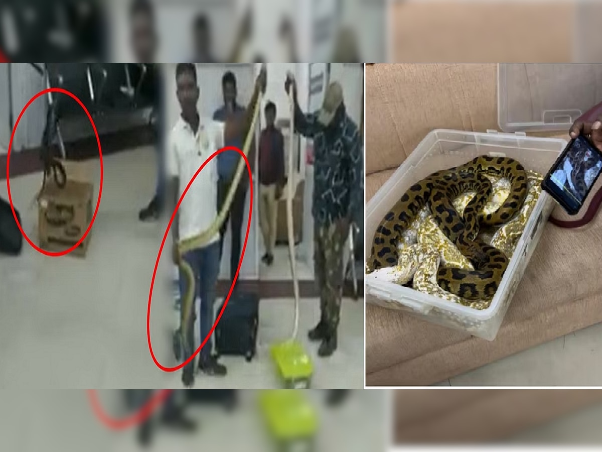 Video : अबब! विमानतळावर महिलेच्या बॅगेतून निघाले 22 साप title=