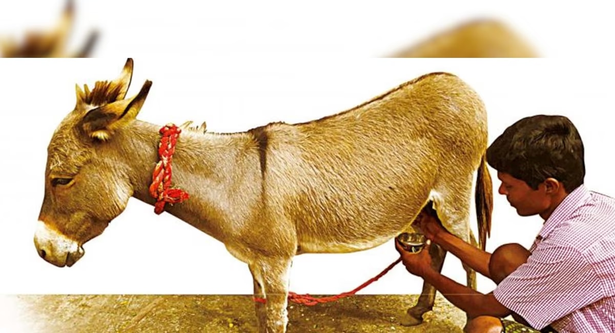 tamil nadu donkey