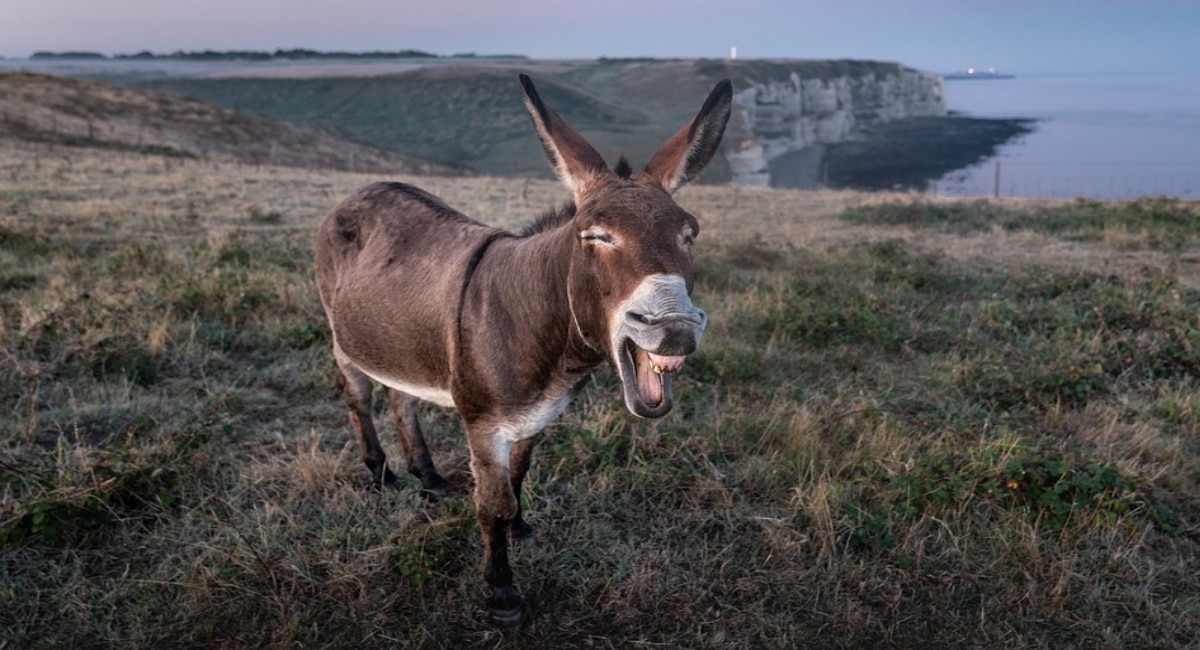 The Donkey Palace