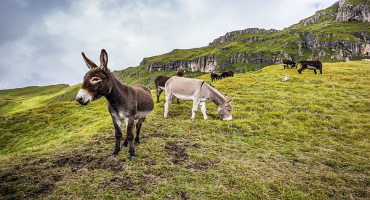 Babu Ulganathan donkey