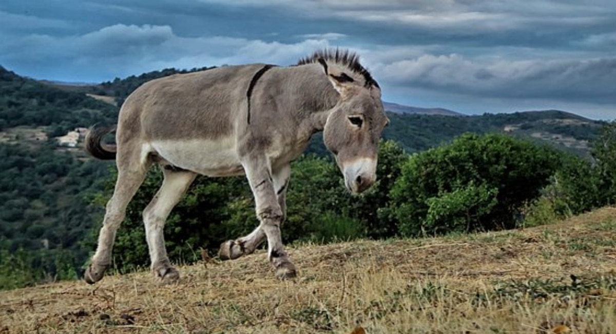 Sale of donkey milk