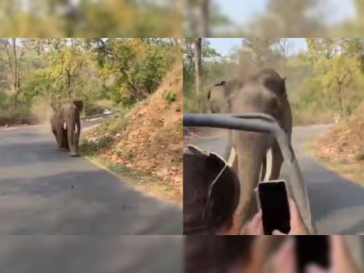 जंगलात हत्तीला पाहून तरुणीने केलं असं कृत्य, गजराजाचा हा Viral Video पाहिला का? title=