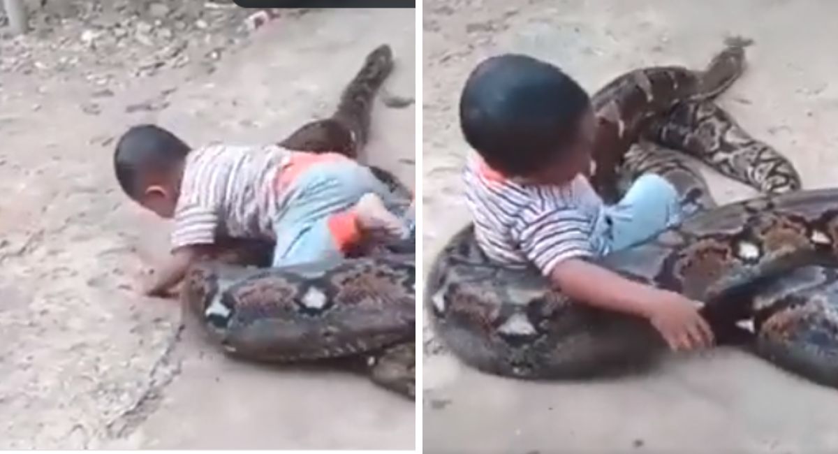 Viral Video: बापरे! महाकाय अजगरासोबत बिनधास्त खेळतोय चिमुरडा, Video ...