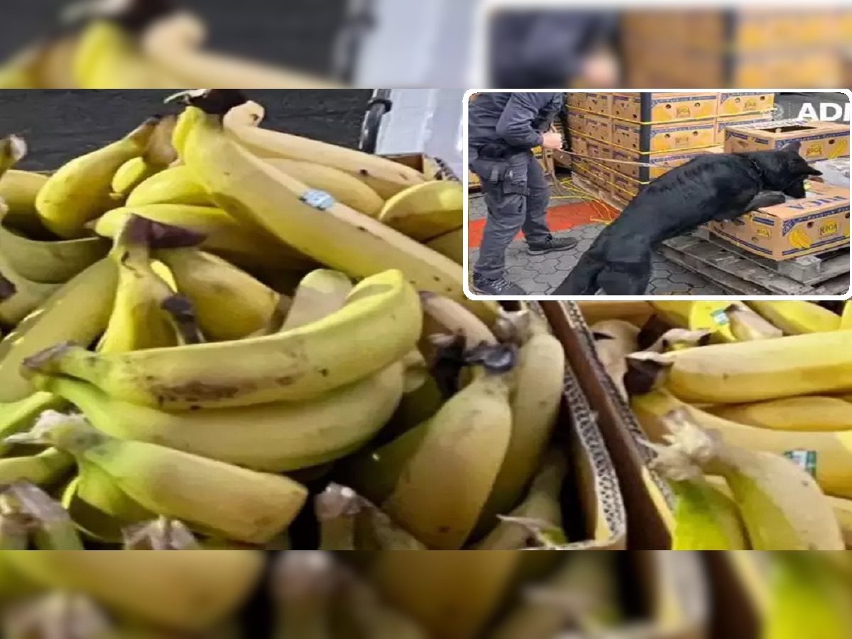 Viral Video : बंदरावर पोहोचलेल्या 70 टन केळी पाहून श्वान भुंकू लागला, कंटेनर उघडताच जे समोर आलं... title=
