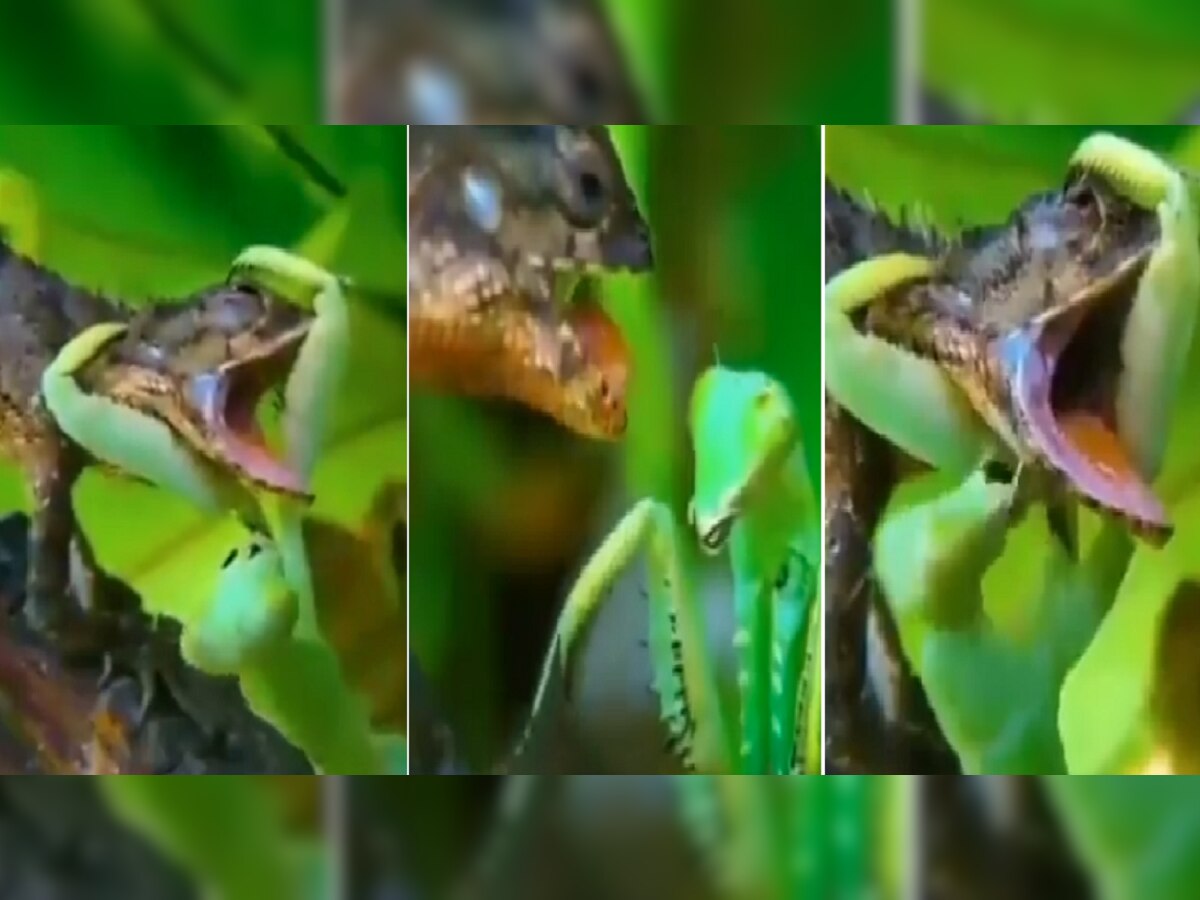 VIDEO : शिकार करायला आला अन् स्वत:च...; आत्मसंरक्षणासाठी लहानशा किड्यानं सरड्याला बोचकरलं  title=