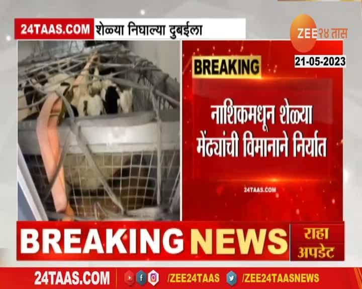  Export of goats and sheep from Nashik district to Gulf countries