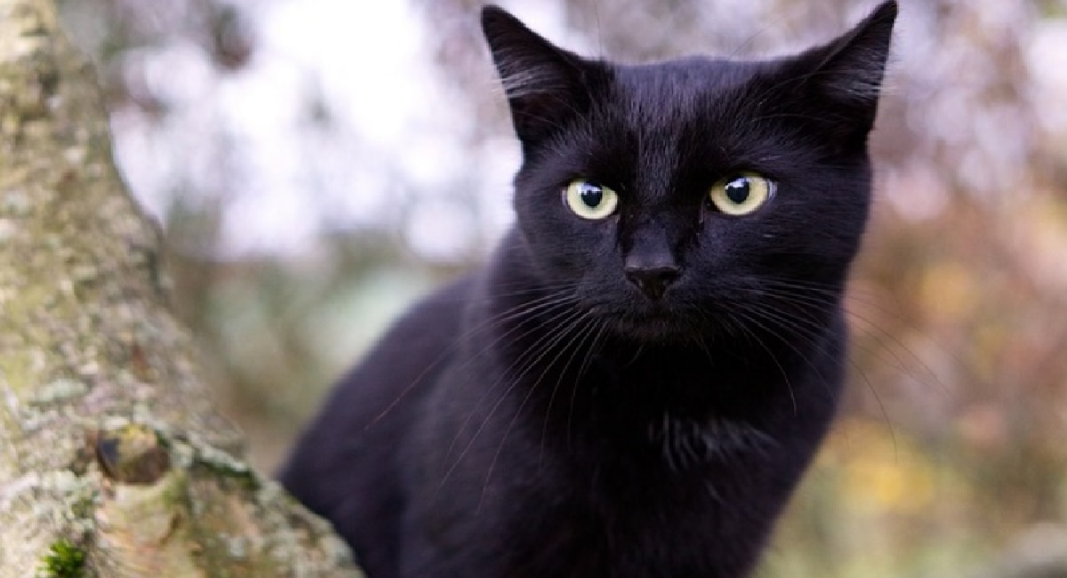 Cat Dream Meaning Seeing a black cat in a dream Is such a dream auspicious or inauspicious