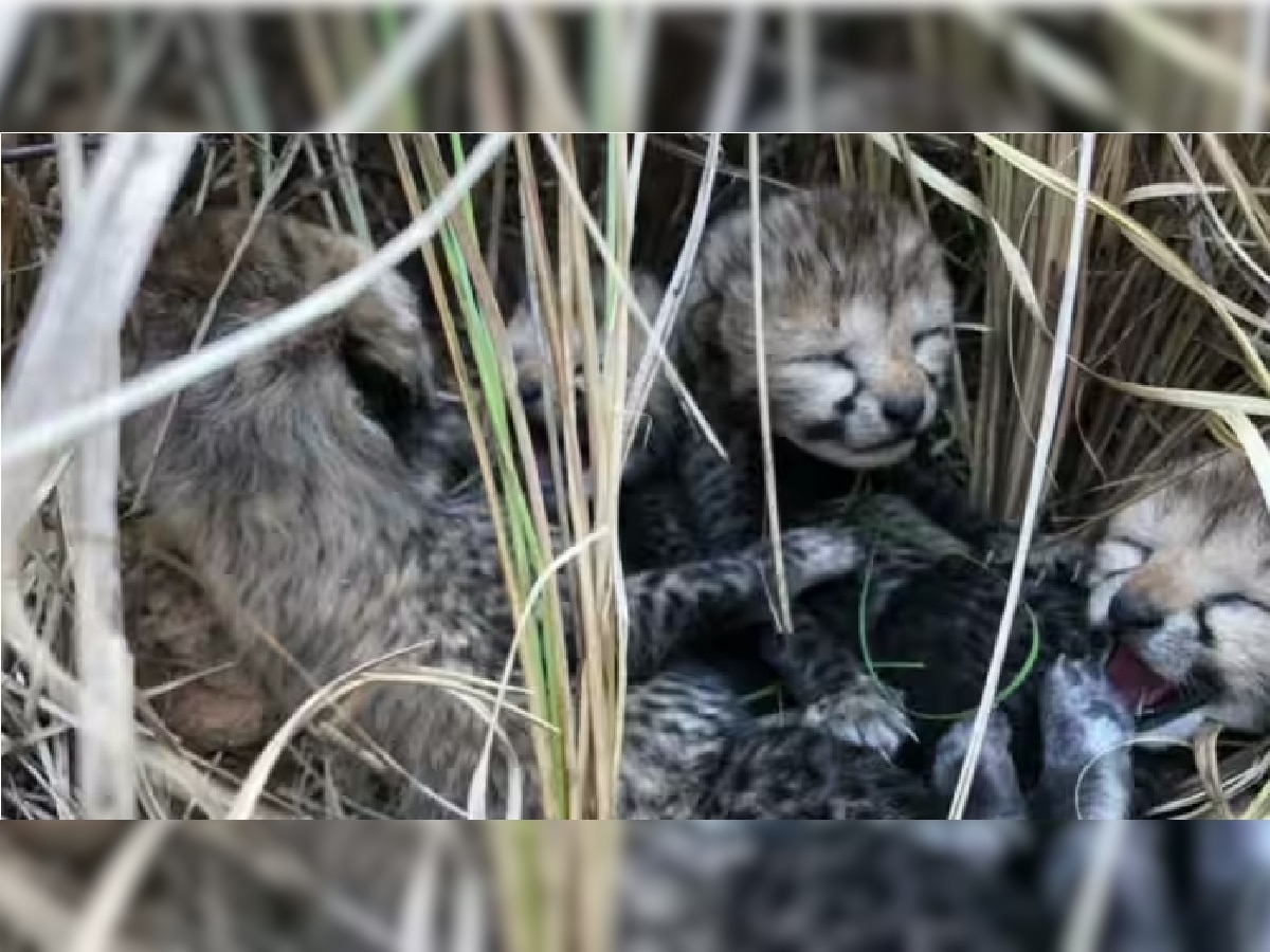 कुनो नॅशनल पार्कमधून आणखी एक वाईट बातमी; नुकत्याच जन्मलेल्या चित्त्याच्या पिल्लाचा दुर्दैवी मृत्यू title=