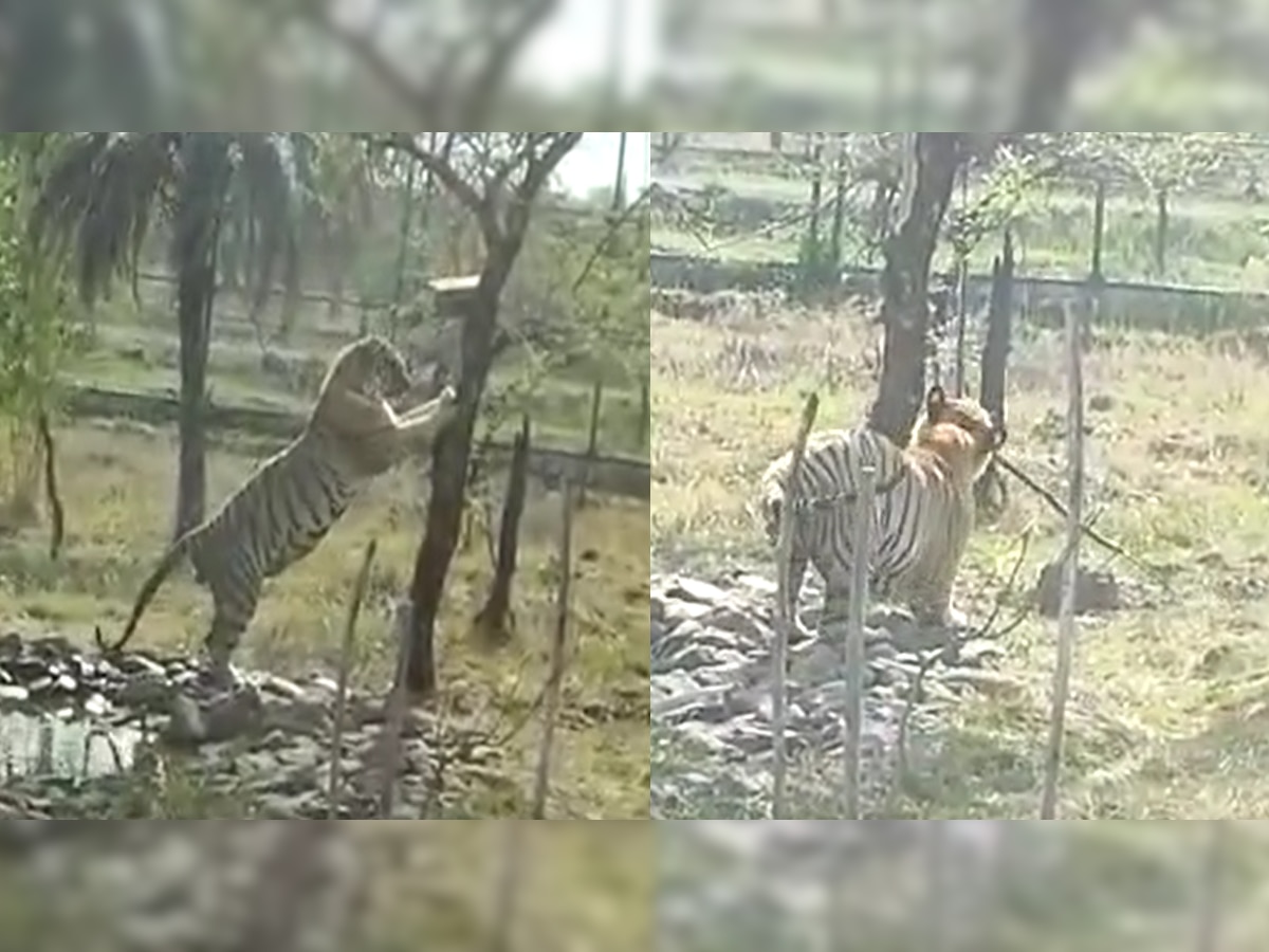 लग्नमंडपात घुसून धुमाकूळ राजकुमार वाघाची गोरेवाडा आंतरराष्ट्रीय प्राणी संग्रहालयातही मस्ती सुरूच title=