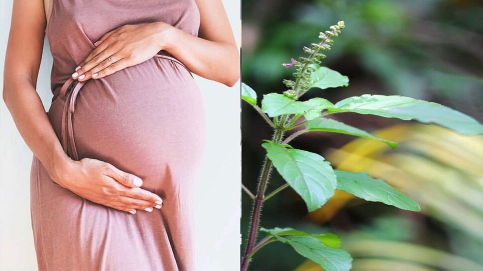 गरोदरपणात तुळशीची पाने खाणे योग्य की अयोग्य? 