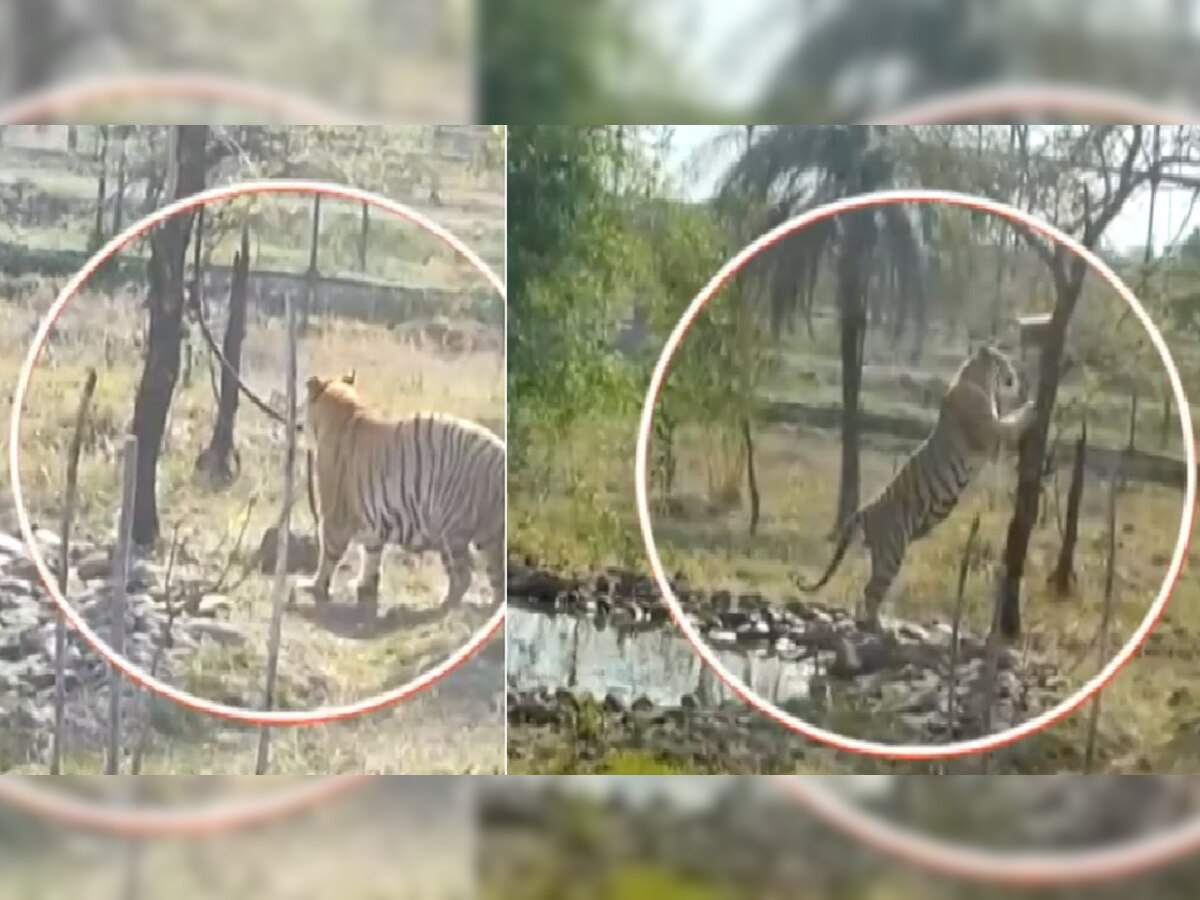 Viral Video: वाढत्या उकाड्यानं 'राजकुमार' वाघाचाही पारा चढला; स्वत:च्या क्षेत्रात अनोळखी हालचाली पाहून काय केलं पाहाच  title=