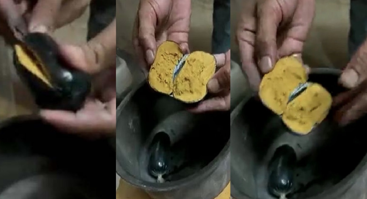 Customs Seizes Rs 42 lakh Gold: गुप्तांगामध्ये लपवून आणलं 42 लाखांचं सोनं; एअरपोर्टवर कस्टम अधिकाऱ्यांनी अडवलं अन्...