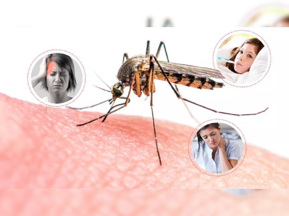 Monsoon Diseases : मंडळी पावसाळा येतोय! डेंग्यूचे प्रकार, लक्षणे आणि उपाय जाणून घ्या title=
