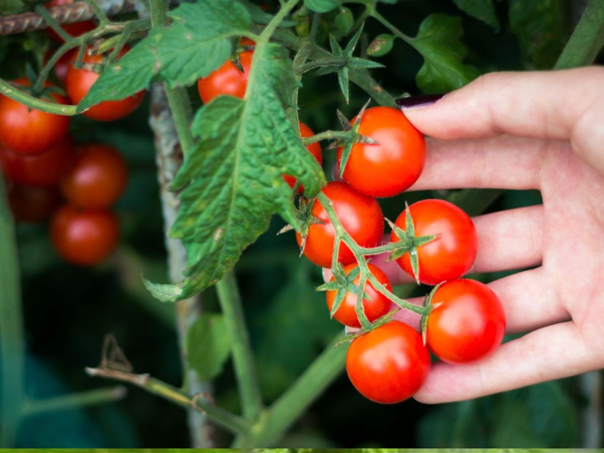 farmers can earn goof benefits by these vegetables cultivation