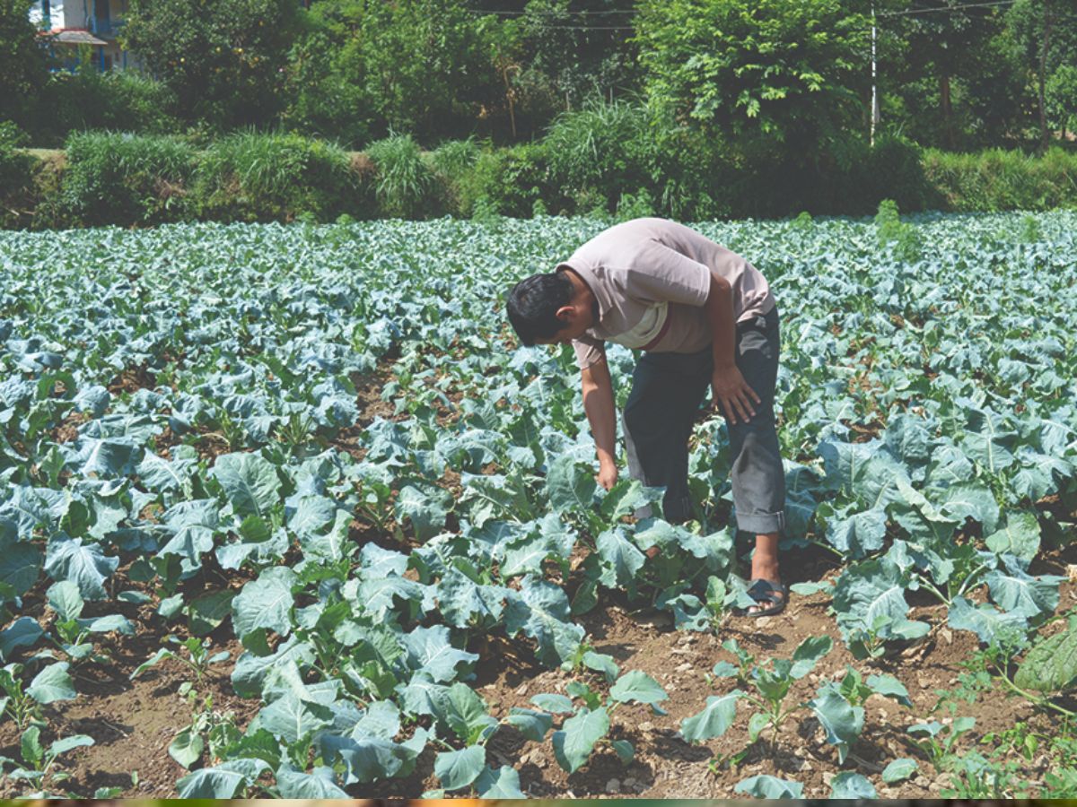 farmers can earn goof benefits by these vegetables cultivation