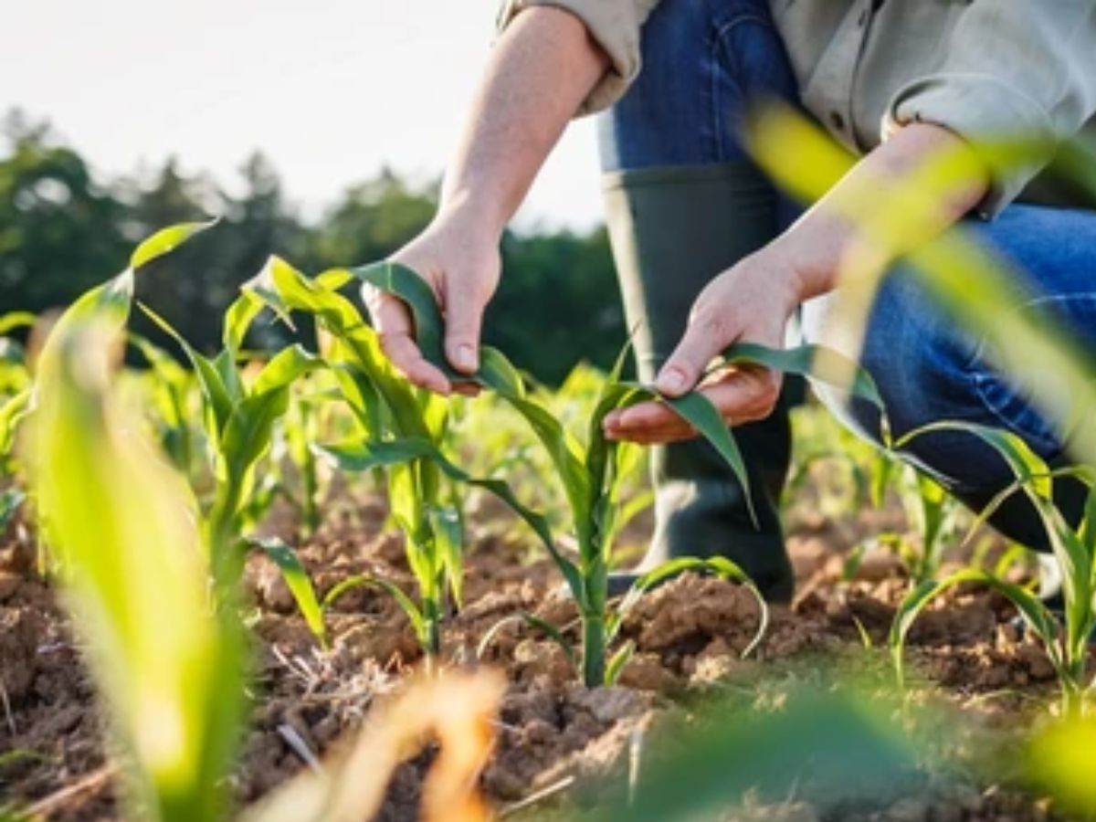 farmers can earn goof benefits by these vegetables cultivation