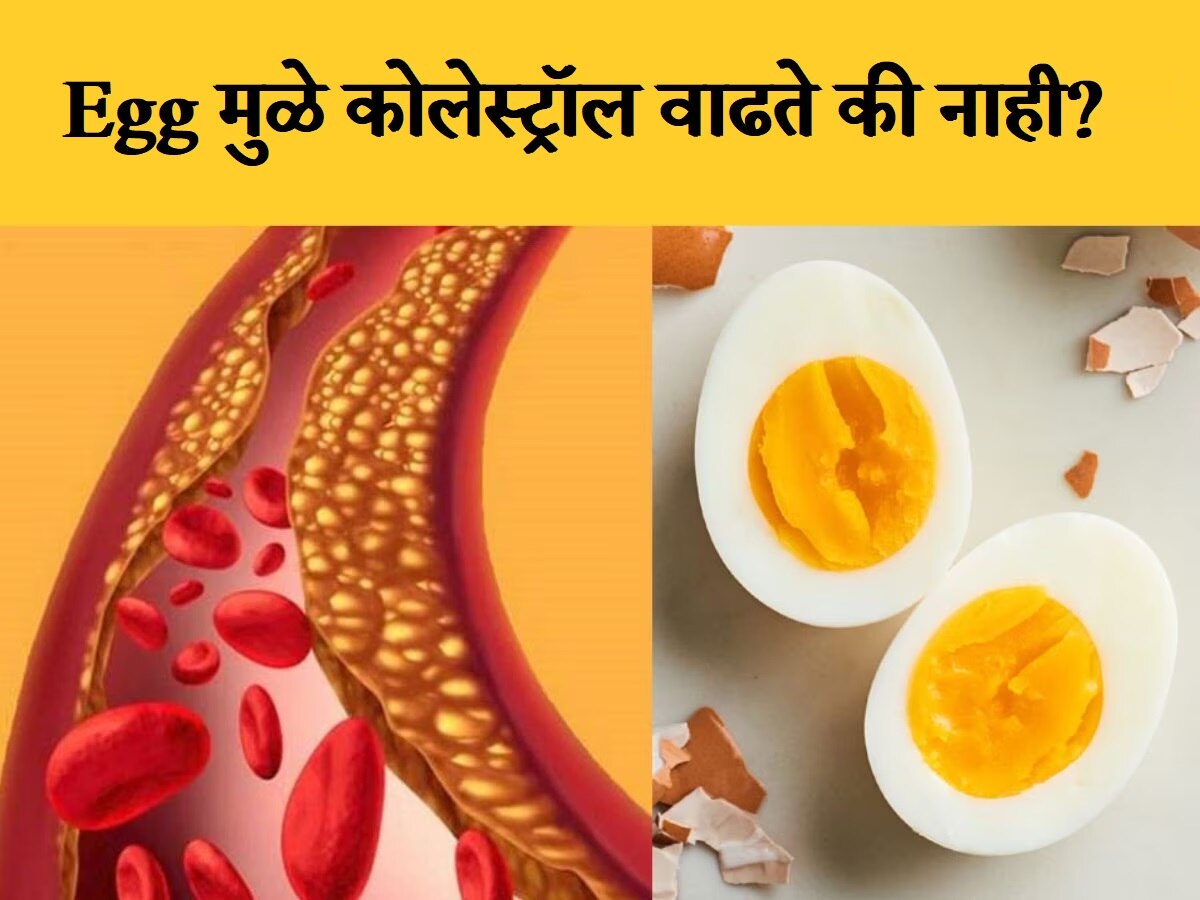 अंडी खाल्ल्याने Cholesterol वाढते की नाही? जाणून घ्या Egg चा आरोग्यावर कसा होतो परिणाम  title=