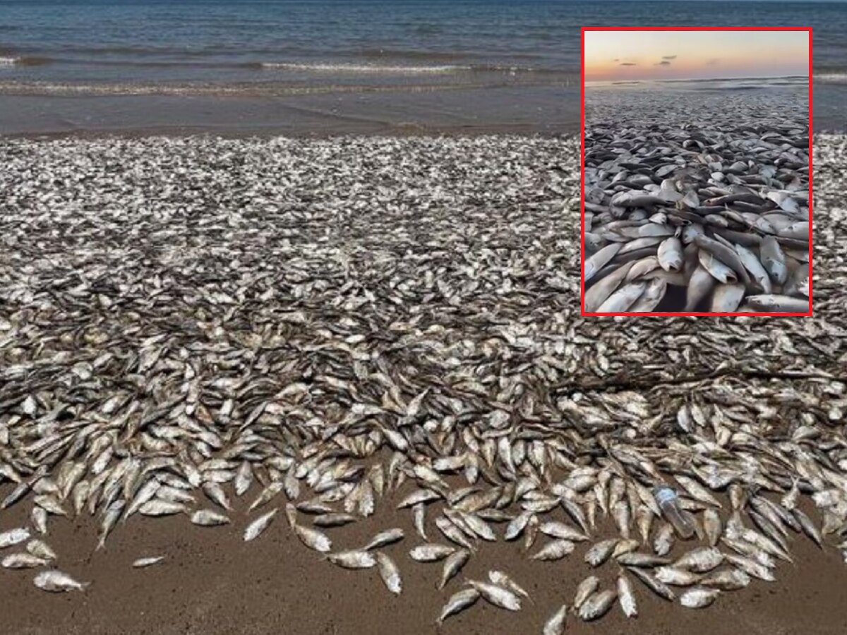 Viral Video समुद्रात उसळल्या मासळीच्या लाटा; किनारपट्टीवर हजारो मृत माशांचा खच title=