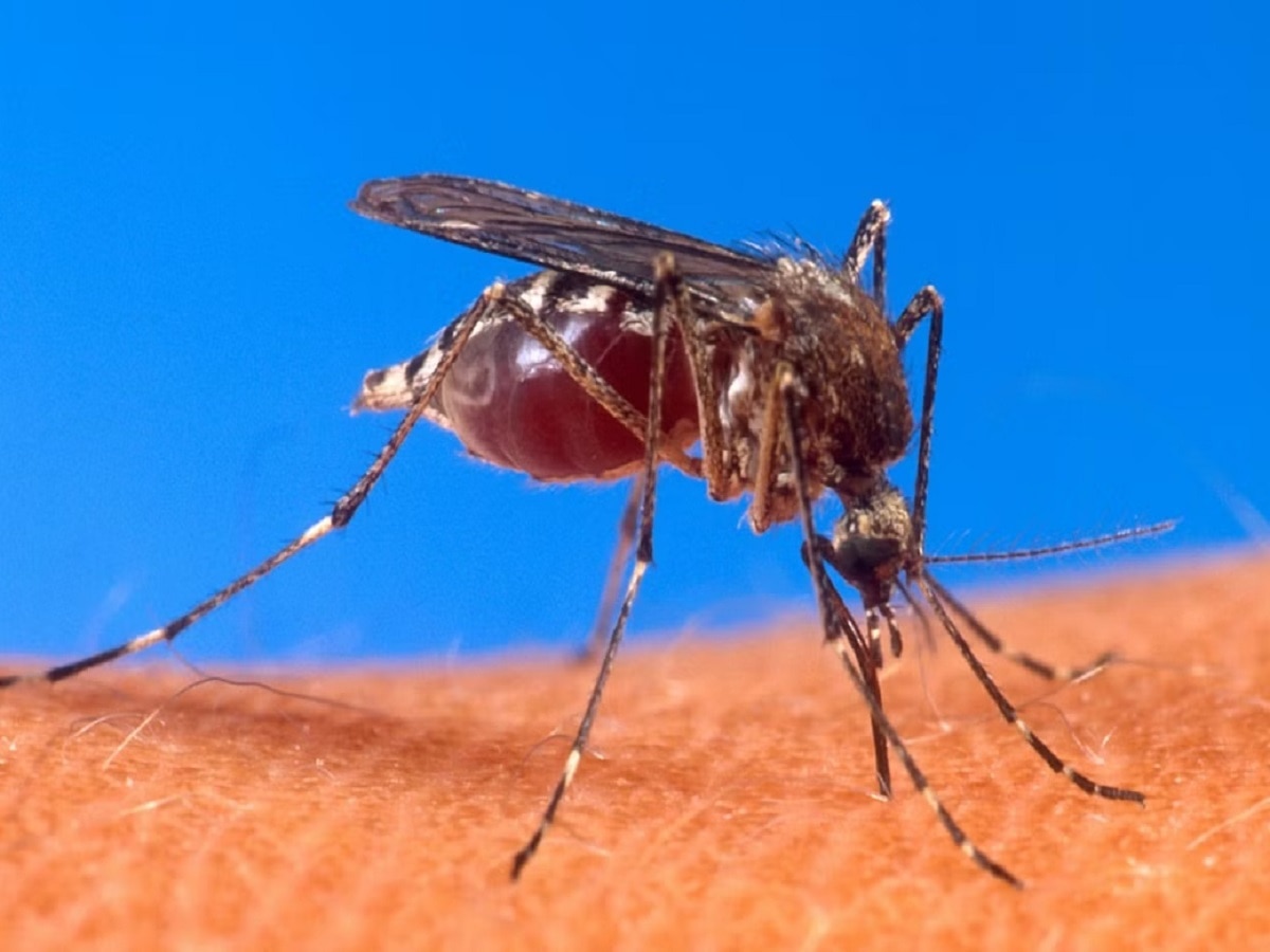 First Chikungunya Vaccine : मोठा दिलासा! चिकनगुनियावरील लस इतर संसर्गजन्य आजारांवरही प्रभावी   title=