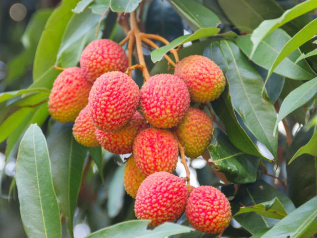 health tips disadvantages of eating litchi