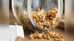 Sprouted Wheat: वाढते वजन, अपचनाची समस्या? मोड आलेले गहू खाऊन दिसेल फायदा