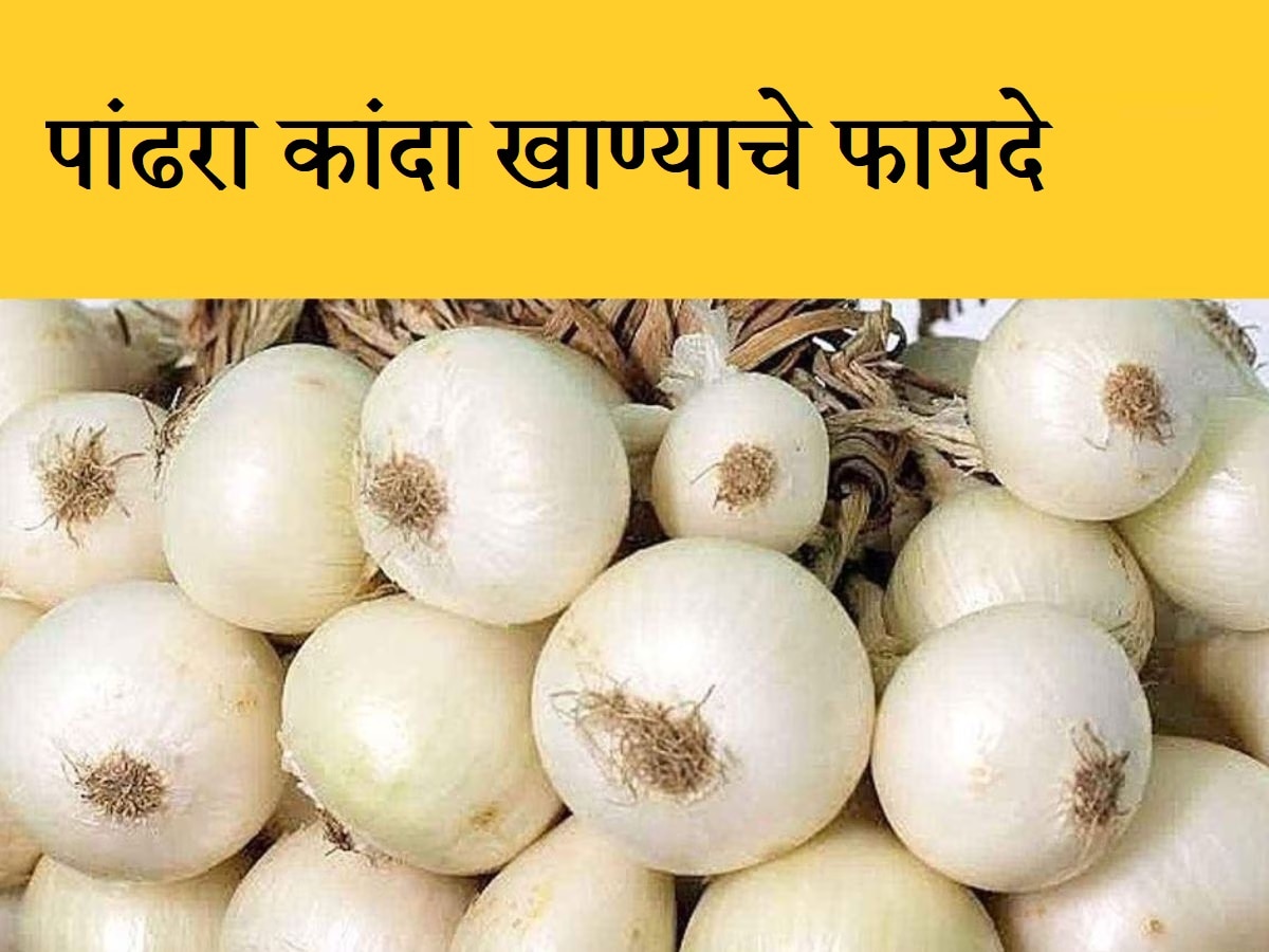 White Onion Benefits तुम्ही कधी पांढरा कांदा खाल्ला आहे का? त्याचे एक