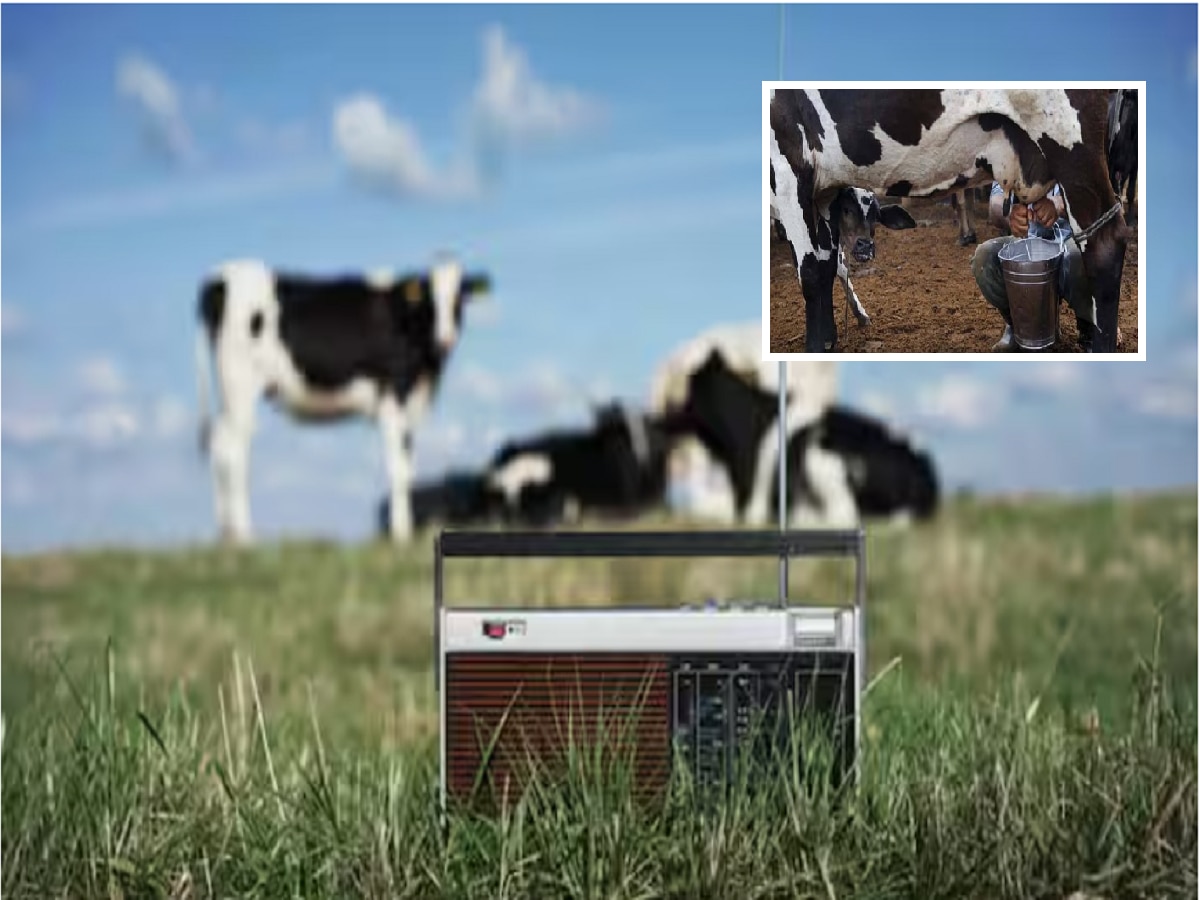 Viral News : आश्चर्यकारक! गाणी ऐकणाऱ्या गाई- म्हशी जास्त दूध देतात; संशोधनातून अफलातून माहिती समोर  title=
