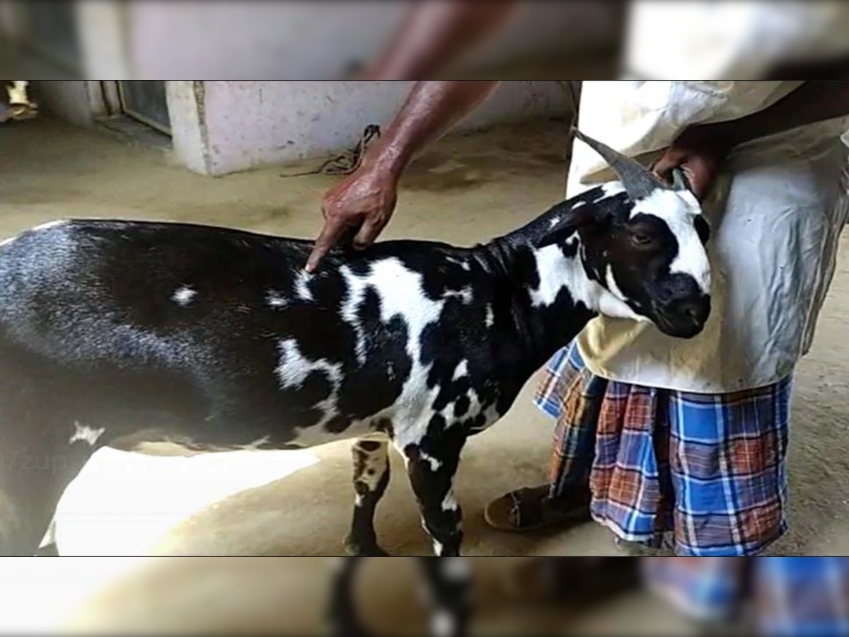 Bakri Eid Buck made the farmer a millionaire before the sacrifice