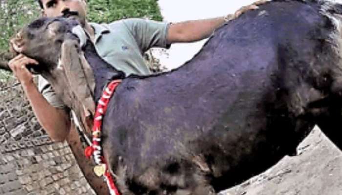 Bakri Eid Buck made the farmer a millionaire before the sacrifice