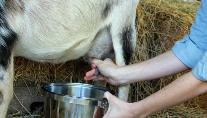 Bakri Eid Buck made the farmer a millionaire before the sacrifice