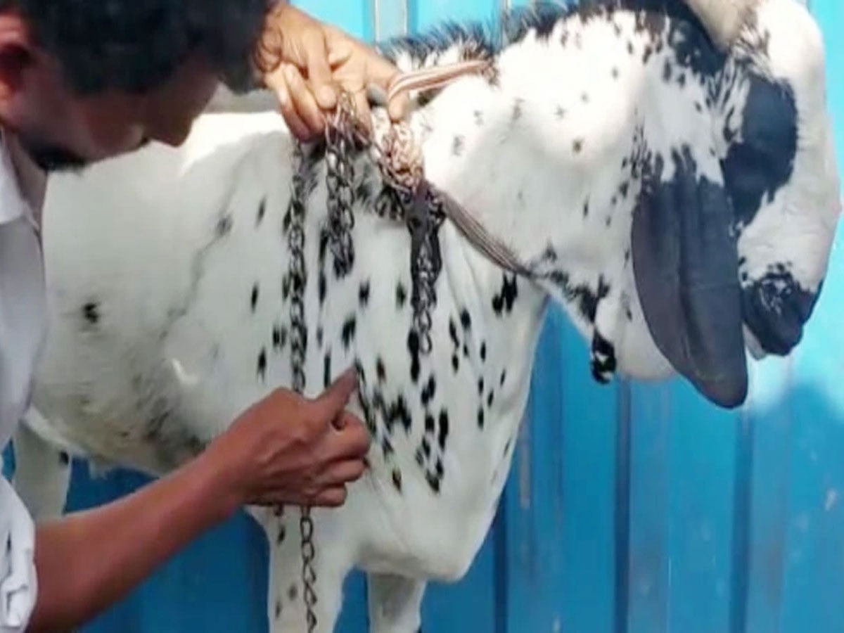 Bakri Eid Buck made the farmer a millionaire before the sacrifice