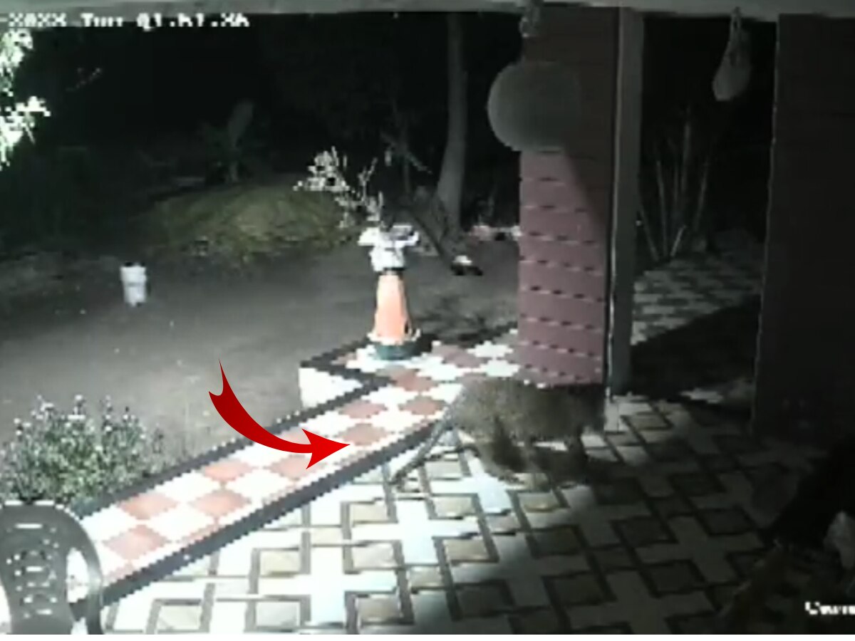 Viral Video: रात्री 2 वाजता घरात बिबट्याची एन्ट्री अन्...; धक्कादायक CCTV व्हिडिओ व्हायरल! title=